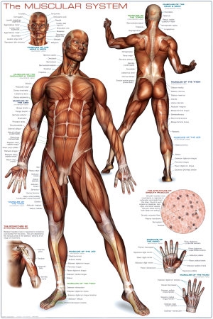 images sistem muscular